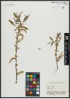 Foto von Salix alba L.